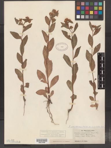 Pluchea purpurascens var. succulenta