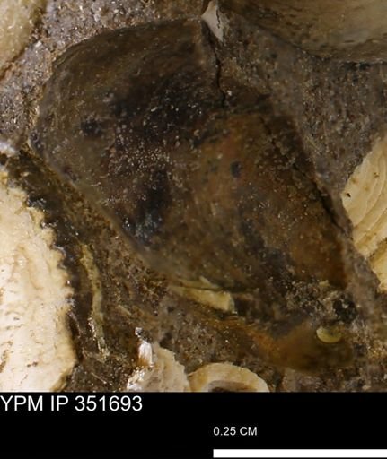 Limopsis striatopunctatus