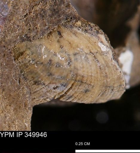 Limopsis striatopunctatus