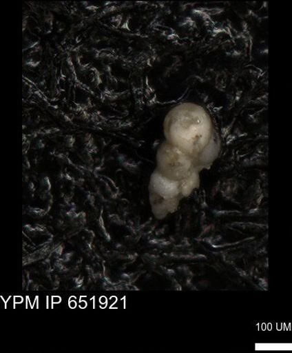 undet. Heterohelicidae