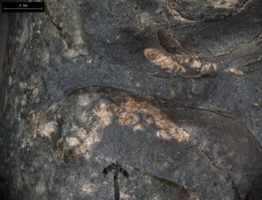 Aplocoma damesii