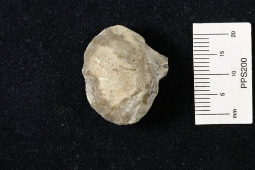 Meekella striatocostata