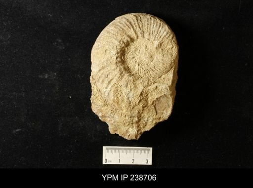 undet. Scaphitidae