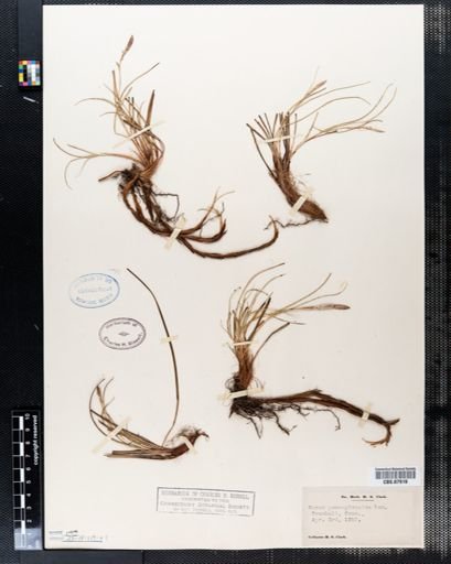 Carex pensylvanica