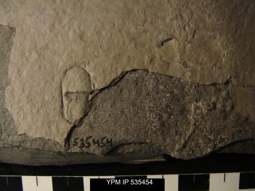undet. Ostracoda