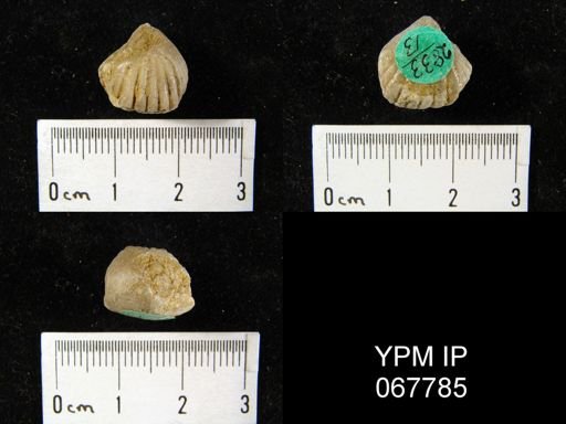 Uncinulus nucleolatus