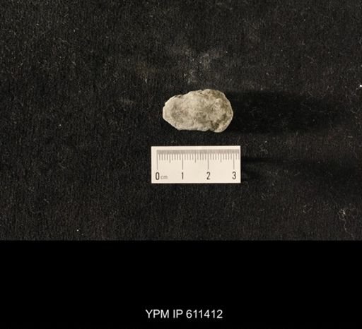 Glyptocrinus subglobosus
