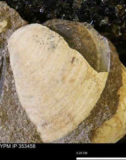 Limopsis striatopunctatus