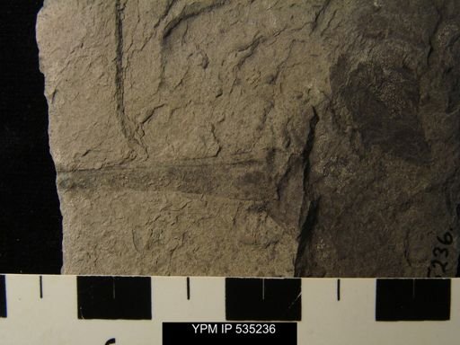 undet. Eurypterida