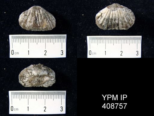 Eatonia peculiaris?