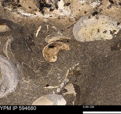undet. Gastropoda