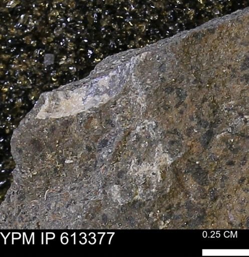 Scaphites sp.