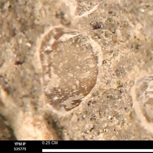 Limopsis striatopunctatus