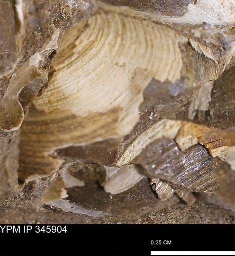 Limopsis striatopunctatus