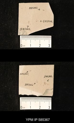 undet. Hymenoptera