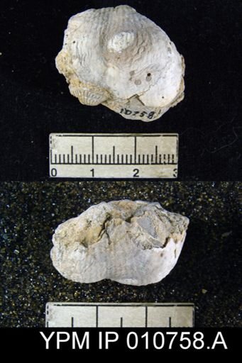 Productus schucherti