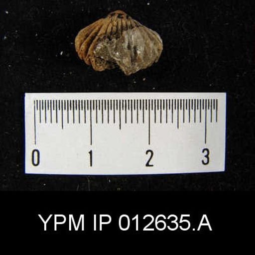 Rhynchopora taylori