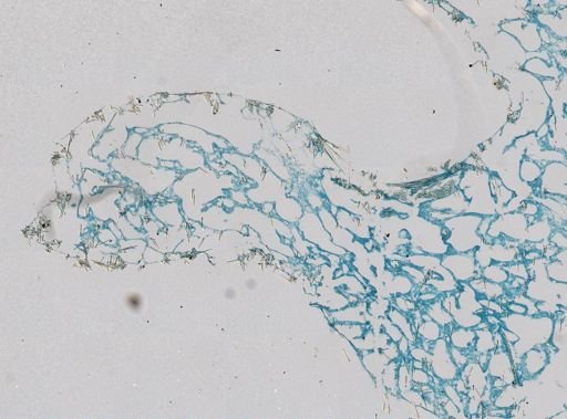 Halichondria