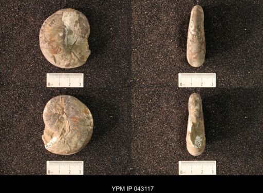 Hoploscaphites nicolletii