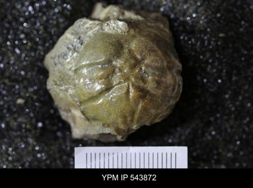 Dromiopsis sp.