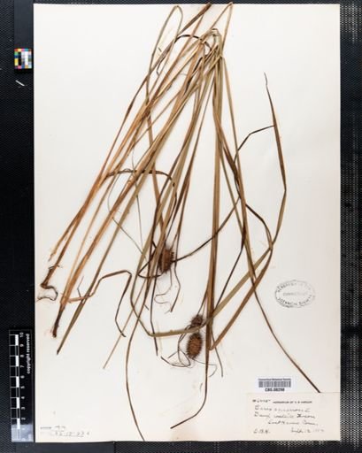 Carex squarrosa