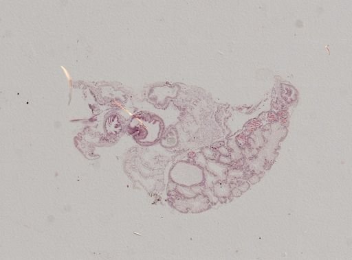 Crepidula plana