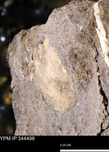 undet. Mollusca