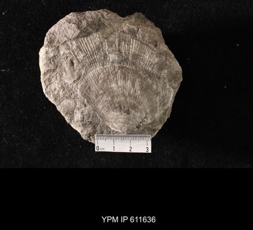 Aviculopecten