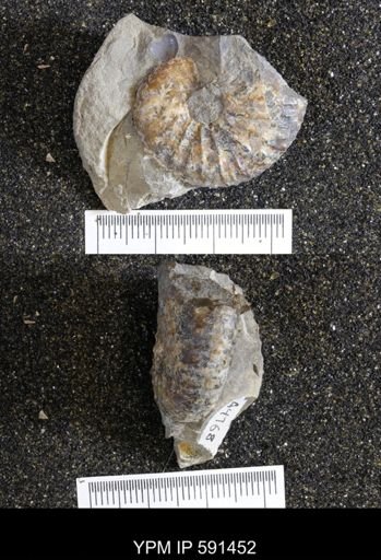 Hoploscaphites sp.