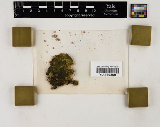 Plantae