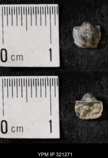 Ambocoelia sp.