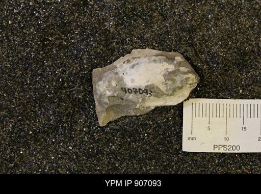 Pseudoptera sp.
