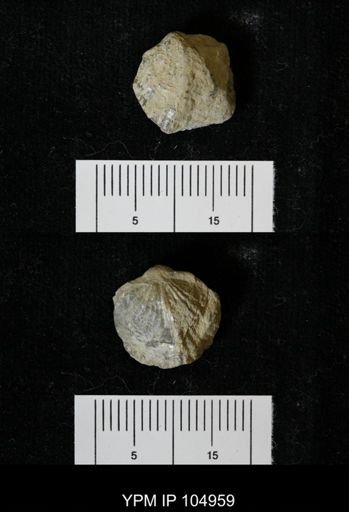 Atrypa marginalis