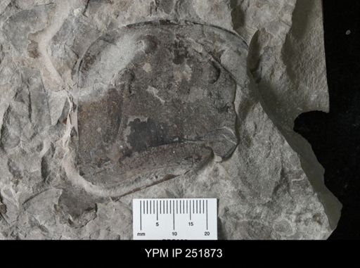Eurypterus sp.