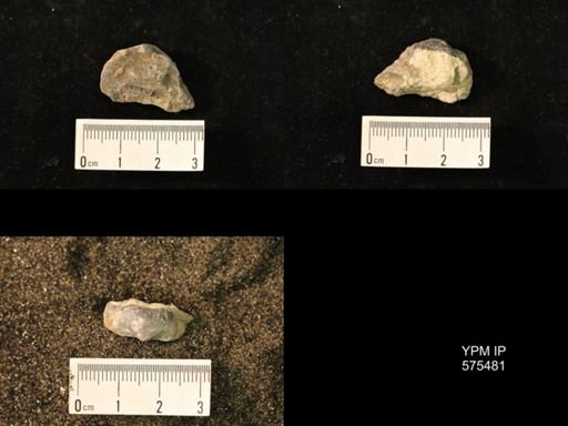 Marginifera sp.