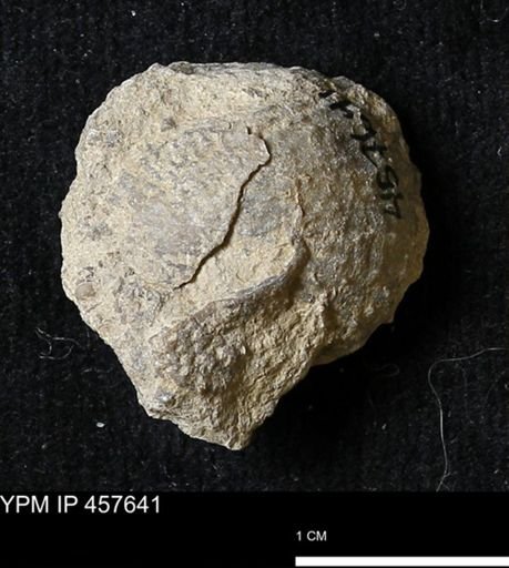 Helaspis sp.
