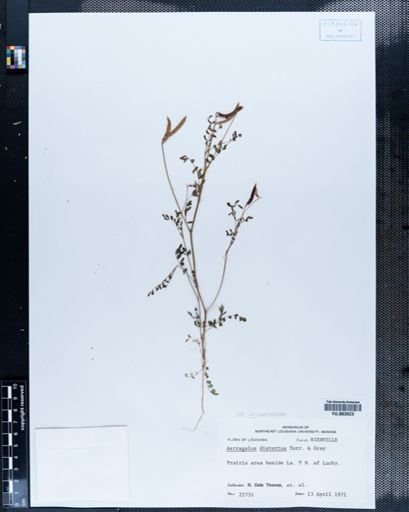 Astragalus