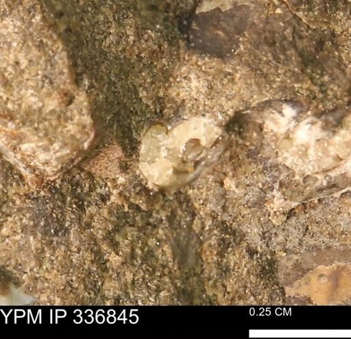 undet. Gastropoda