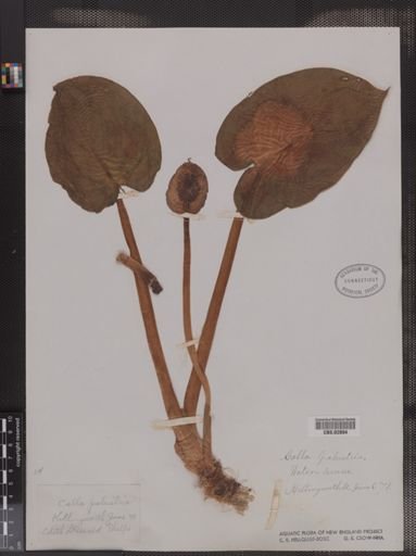 Calla palustris