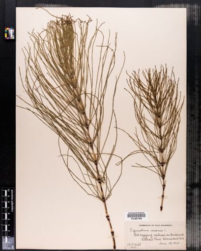 Equisetum arvense
