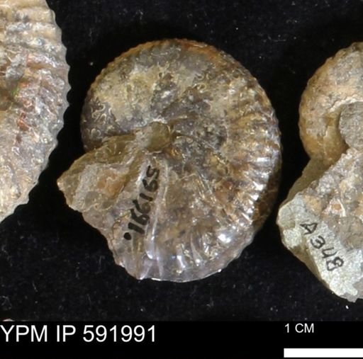 Jeletzkytes nebrascensis