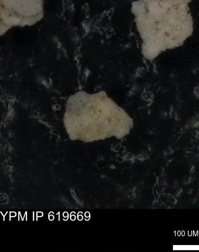 undet. Foraminiferida