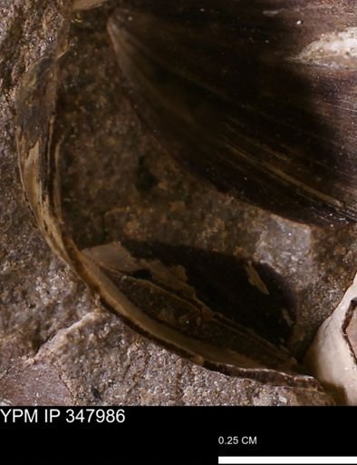 undet. Bivalvia