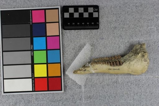 Protoceras cristatus