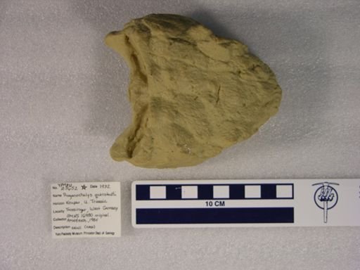 Proganochelys quenstedti