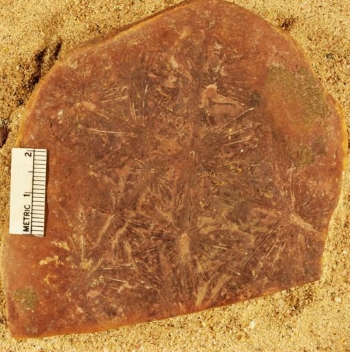 Annularia sphenophylloides