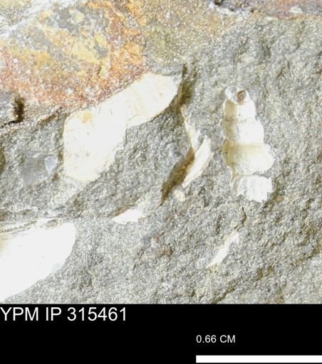 undet. Mollusca