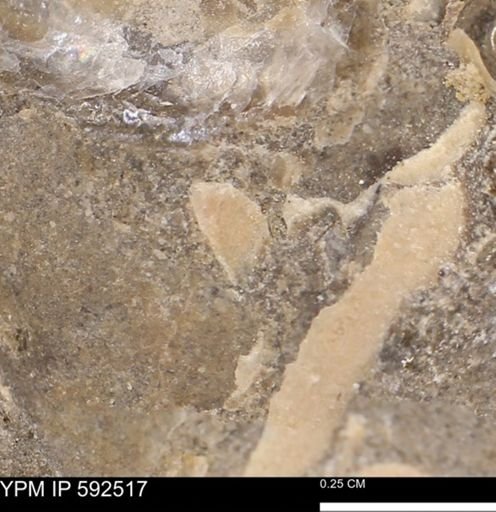 undet. Mollusca
