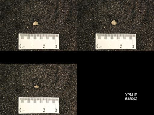 Zygospira modesta