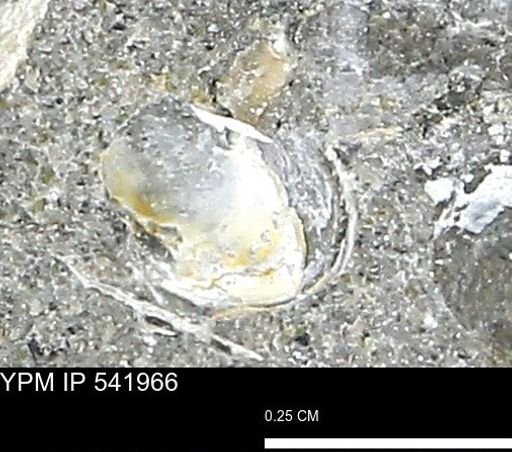 Corbulamella?